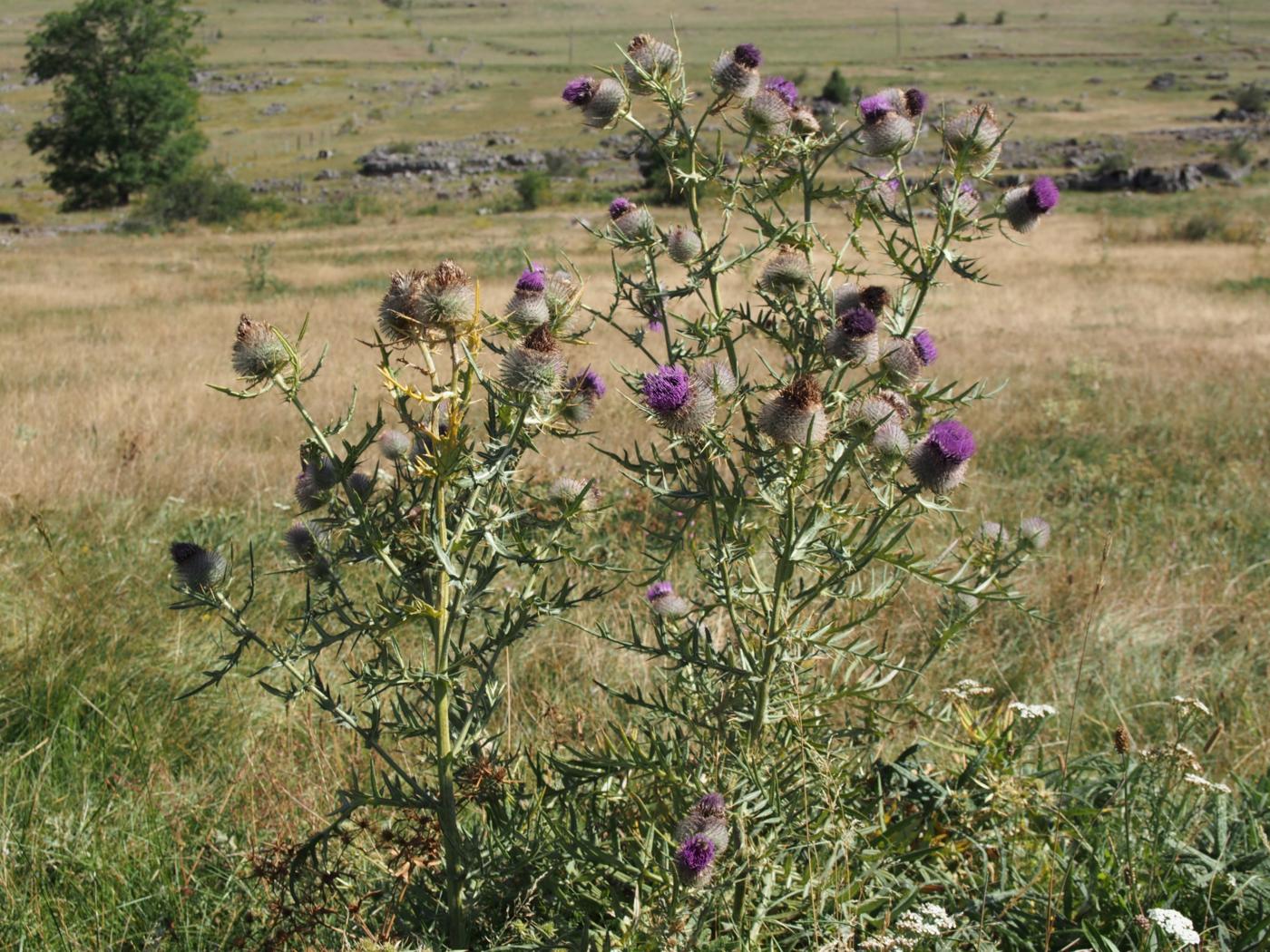 Thistle, Woolly plant